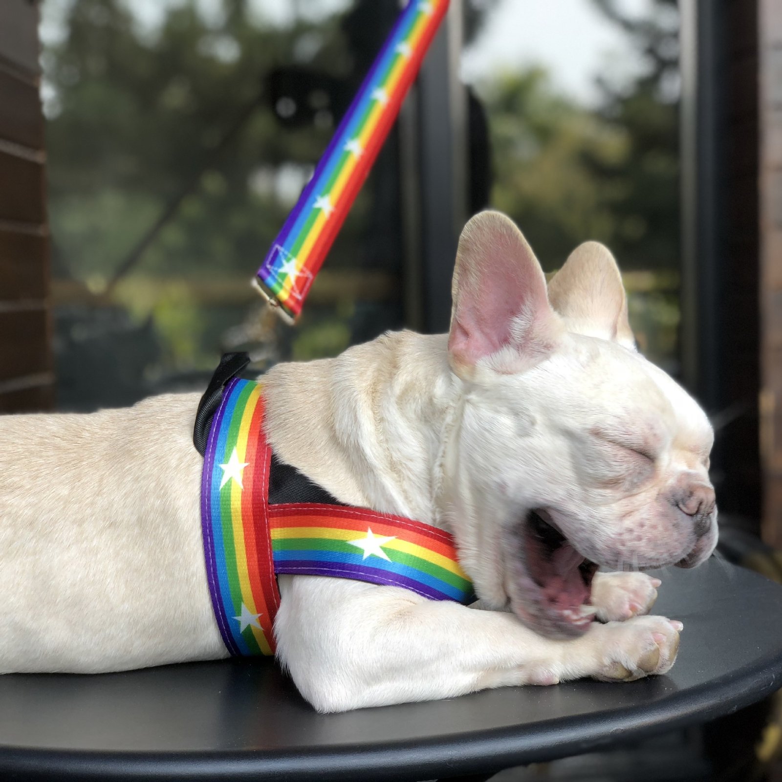 Rainbow cool dog chain dog leash - Image 2